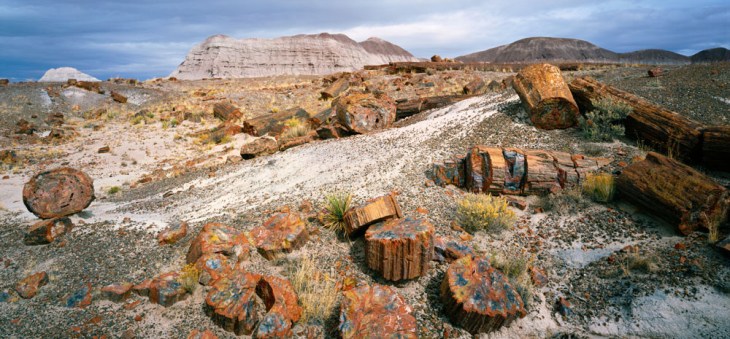 Il Petrified Forest National Park, Arizona, USA