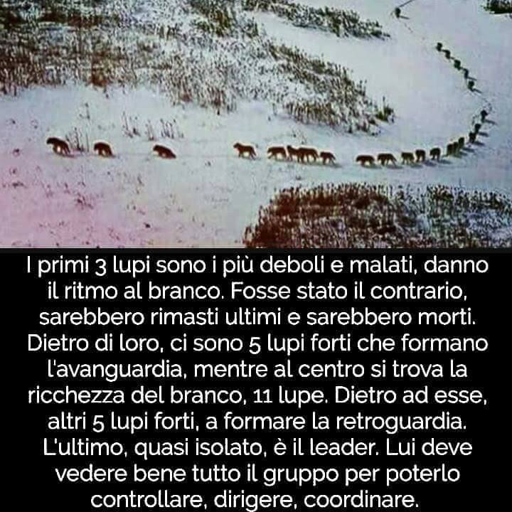 15032091_710411982445000_5414792752766501502_n